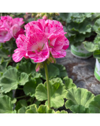 Geranium Zonal Survivor Baltik