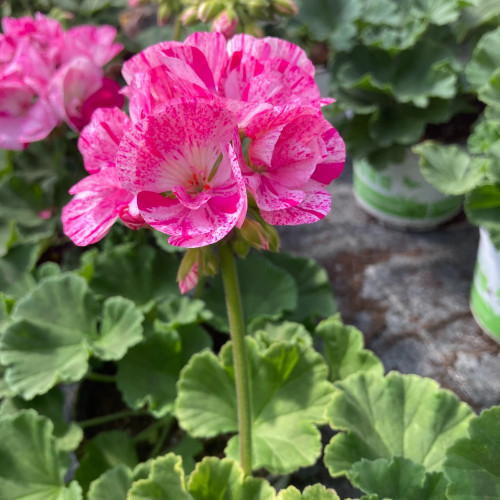 Geranium Zonal Survivor Baltik