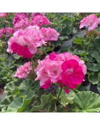 Geranium Zonal Survivor Baltik