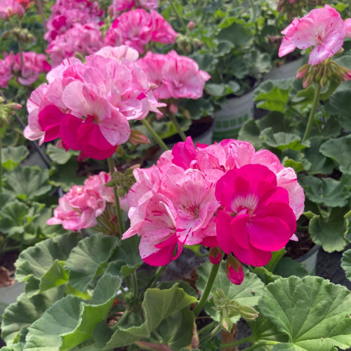 Geranium Zonal Survivor Baltik