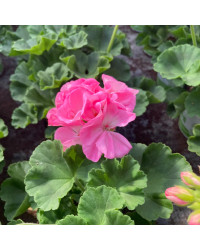 Geranium Zonal Trend Gesa