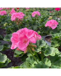 Geranium Zonal Trend Gesa