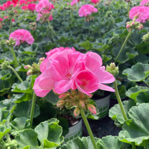 Geranium Zonal Trend Gesa