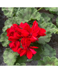 Geranium Zonal Xtrème night