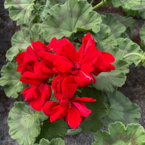 Geranium Zonal Xtrème night