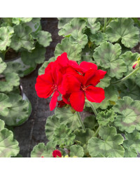 Geranium Zonal Xtrème night