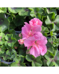 Geranium lierre double Rose Pâle