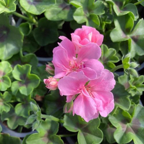 Geranium lierre double Rose Pâle