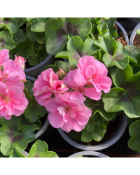 Geranium lierre double Rose Pâle