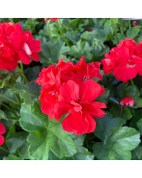 Geranium lierre double Royal Fire
