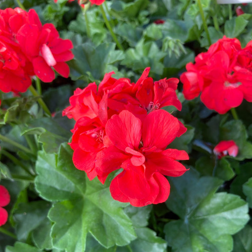 Geranium lierre double Royal Fire