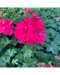 Geranium lierre double Temprano Coral