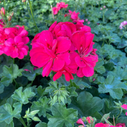 Geranium lierre double Temprano Coral