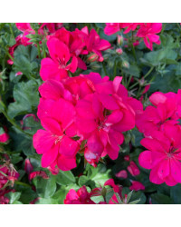 Geranium lierre double Temprano Coral