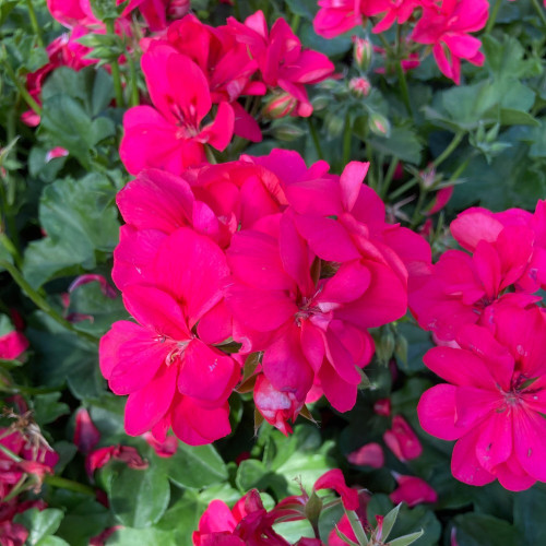 Geranium lierre double Temprano Coral