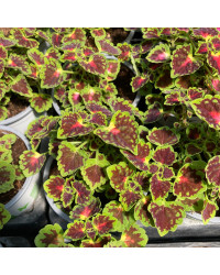 Coleus Great Falls Angel