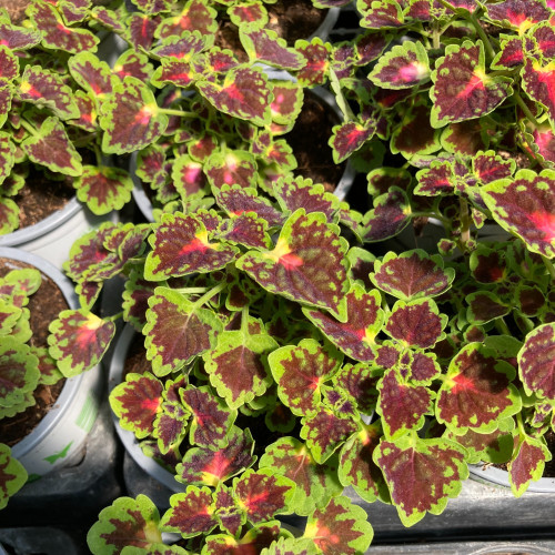 Coleus Great Falls Angel