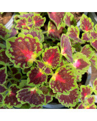 Coleus Great Falls Angel