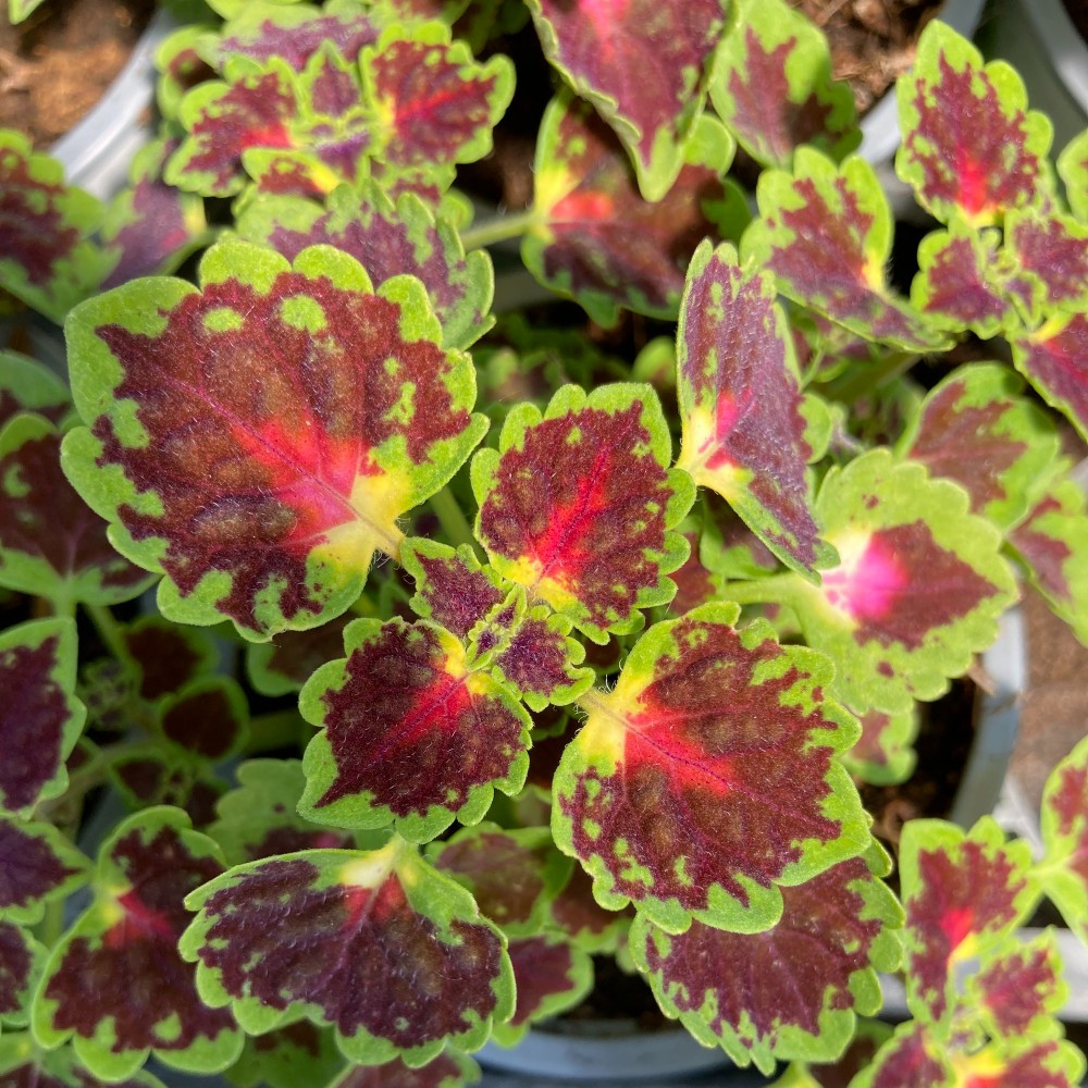 Coleus Great Falls Angel