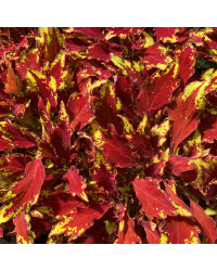 Coleus Red Yellow Finger