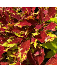Coleus Red Yellow Finger