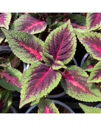 Coleus Stained Glassworks Spacecake