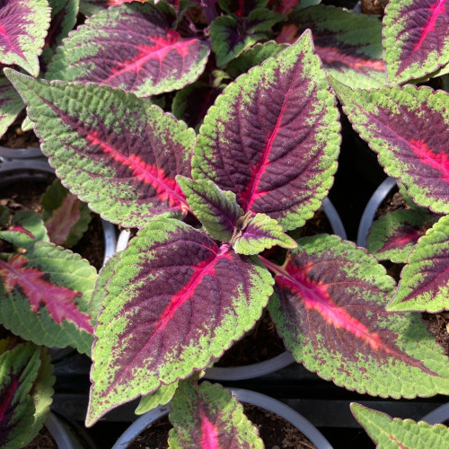 Coleus Stained Glassworks Spacecake