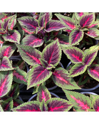 Coleus Stained Glassworks Spacecake