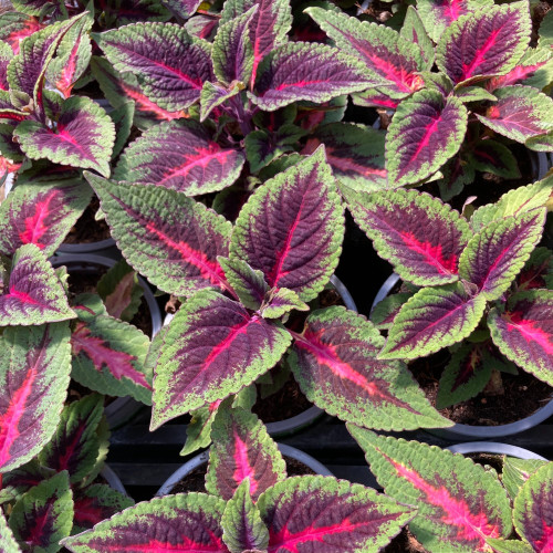 Coleus Stained Glassworks Spacecake