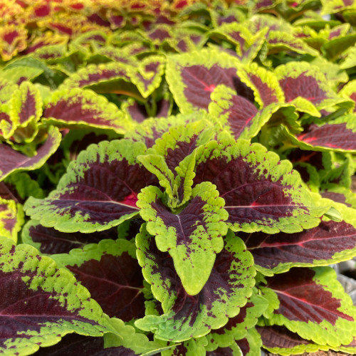 Coleus Main Street Alligator Alley