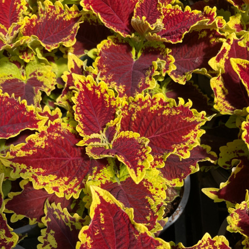 Coleus Stained Glassworks Crown Jewel