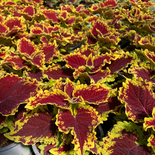 Coleus Stained Glassworks Crown Jewel