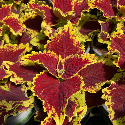 Coleus Stained Glassworks Crown Jewel