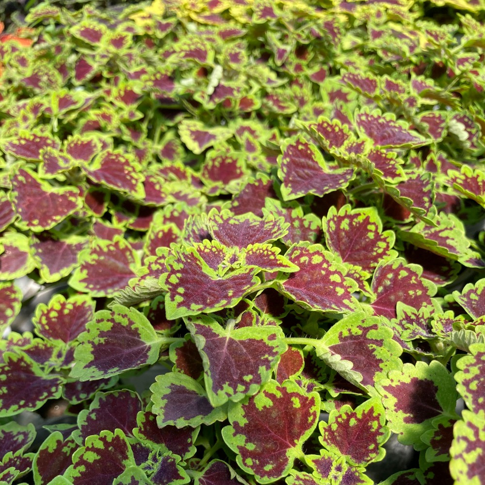 Coleus Great Falls Niagara 2021