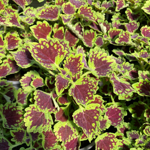 Coleus Great Falls Niagara 2021