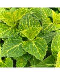 Coleus River Walk