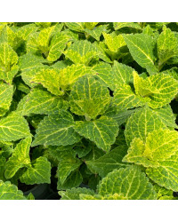Coleus River Walk