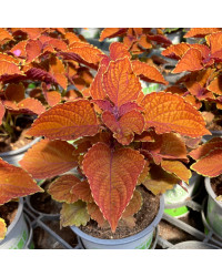 Coleus Sunset Boulevard