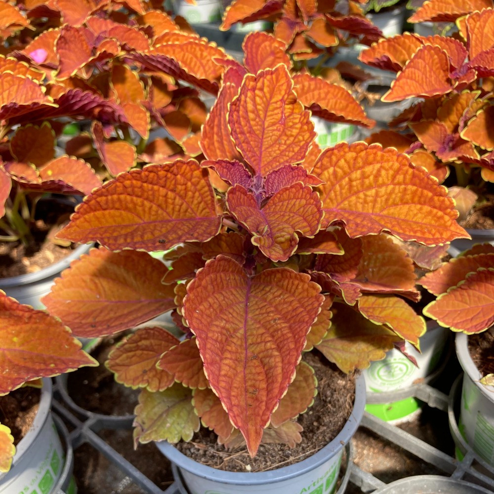 Coleus Sunset Boulevard