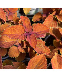 Coleus Sunset Boulevard