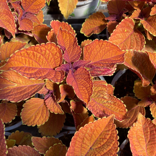 Coleus Sunset Boulevard