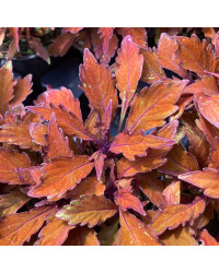 Coleus Wall Street