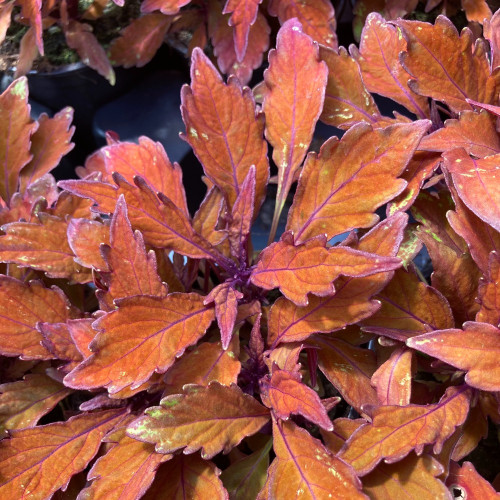 Coleus Wall Street