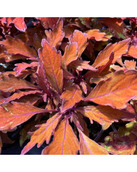 Coleus Wall Street