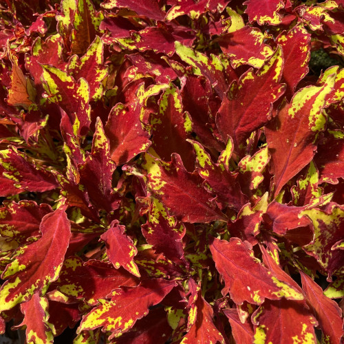 Coleus Red Yellow Finger