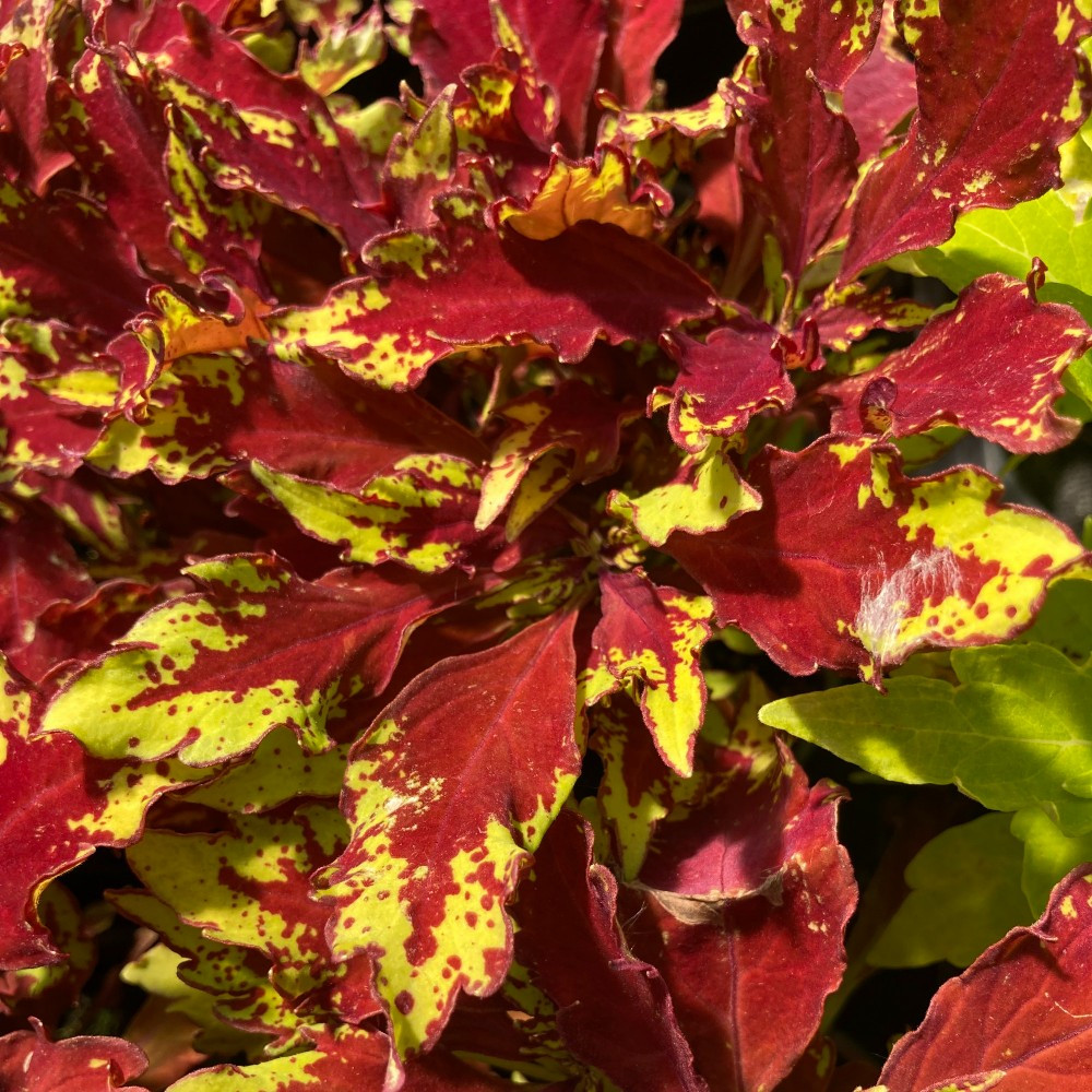 Coleus Red Yellow Finger