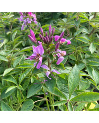 Cleome Clio Magenta