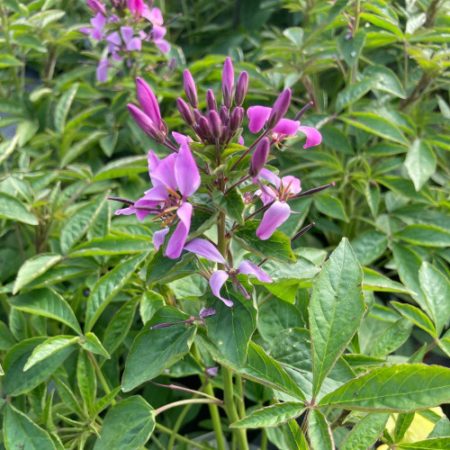 Cleome Clio Magenta