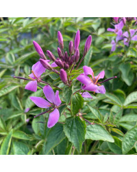 Cleome Clio Magenta