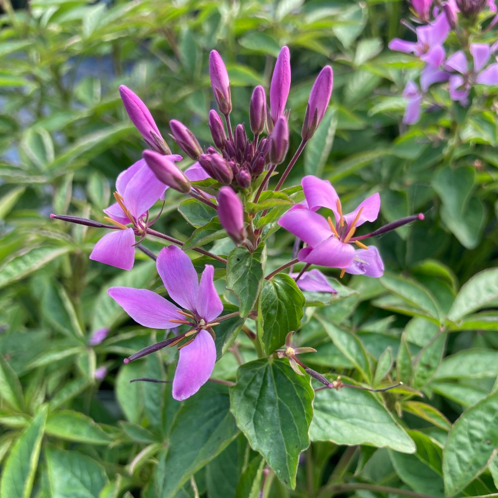 Cleome Clio Magenta